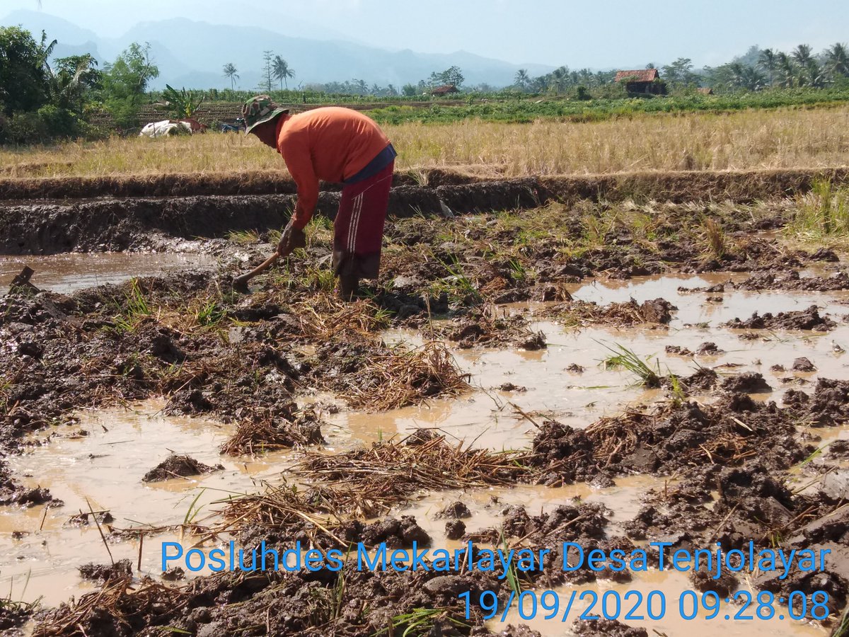 didisardi76's tweet photo. Semangat wujudkan ketahanan pangan nasional @kementan @ridwankamil @CCiborete @yosuparyo @yananoviadi https://t.co/I4oySQ4FED