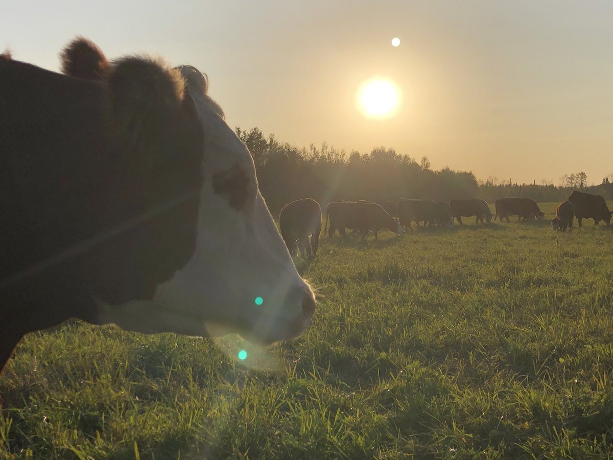 farmgirlkjb's tweet photo. Preg check, calf weighing day.... it’s sale week! always makes me nervous. Hoping M & M arrive soon. 😉. #rainyriverraised #lovemyrednwhites #strattonsalesbarn https://t.co/PJn2WEy0vZ