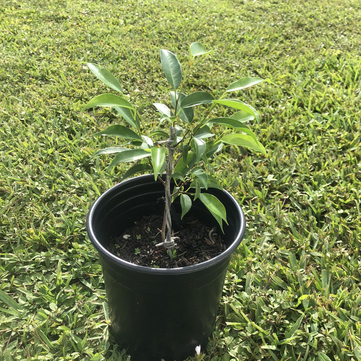 TailgateJR's tweet photo. On a positive note, the little one is doing great! 🌳#FTLTID https://t.co/MbuAk1q2yt