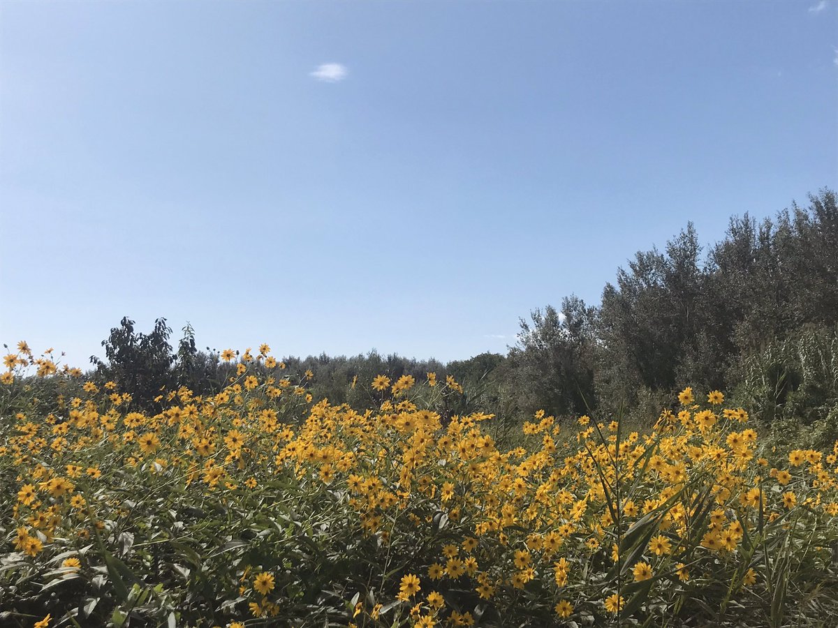 ratosa5's tweet photo. No faig mai fotos però es que avui m'he enamorat una miqueta més del delta https://t.co/vQCQqN8Ny2