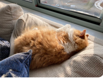 And this is the way to do the very last stage of the #TourDeCouch. #Tour20202 #LeTour  #TeamTugboat