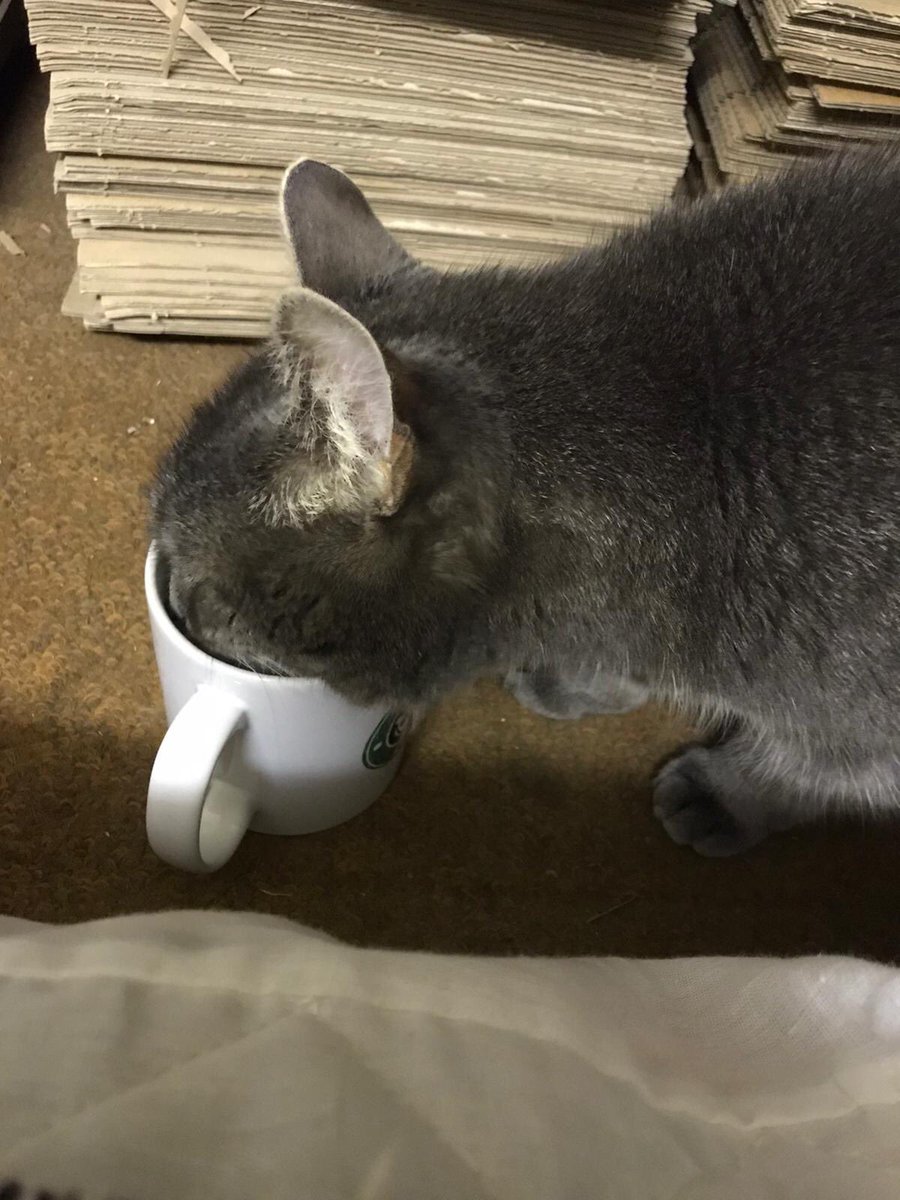 Catsul_General's tweet photo. It’s been a trying few weeks for me and Mavi. Not easy being a #diplocat. As we were not given our papers for Trinidad so we have returned to 🇬🇧 with @BrassCastlePhil. We have taken a short career break to be brewery cats. Hopefully back to diplomacy before too long! #rescuecats https://t.co/9Dbj0o4e1W