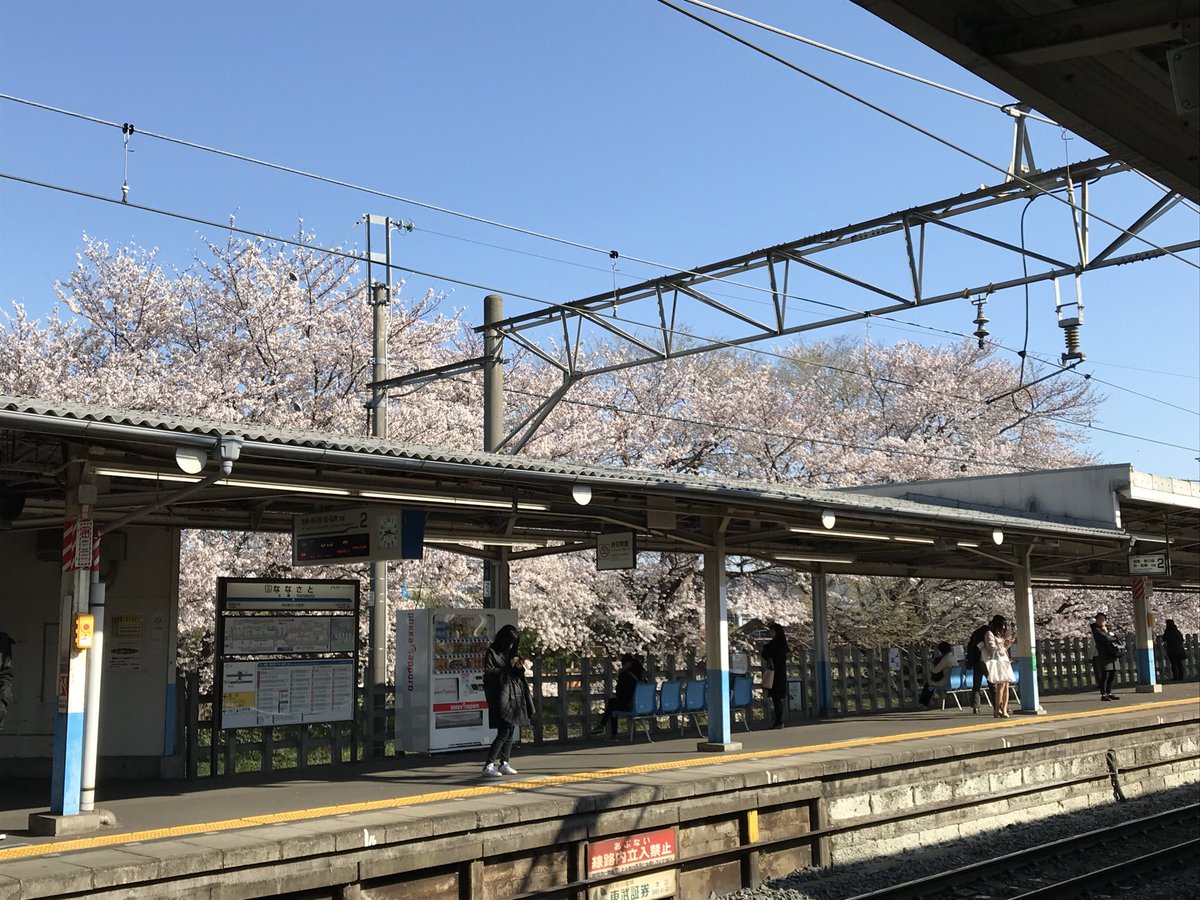 SoaperU's tweet photo. 毎年、こんなに綺麗に咲いてくれている桜の木。どうか残して🙇‍♀️
#七里駅　#桜 https://t.co/ZJqXXWDPOD