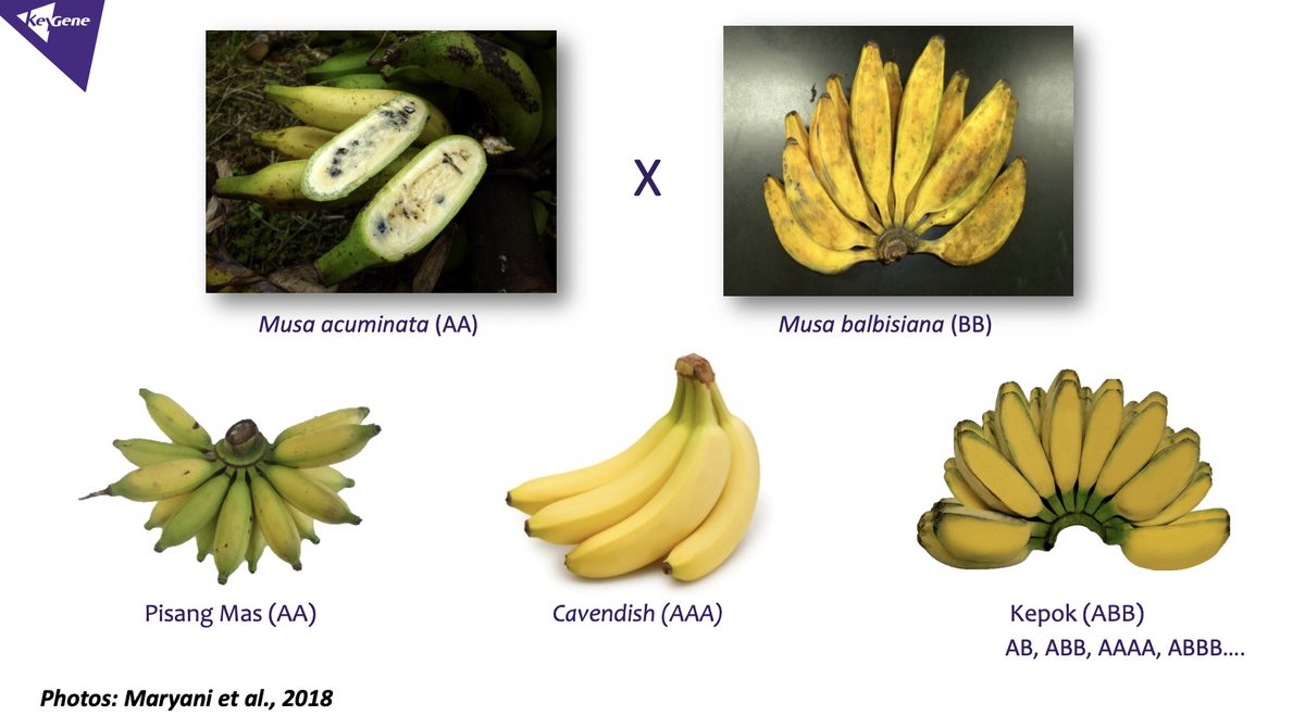 Cultivated hybrid  #bananas are also classified into  #genome groups and subgroups according to the relative contribution of their ancestral wild relatives. The classification proposed by Simmonds & Shepherd (1955) is currently the most common system to classify edible bananas.