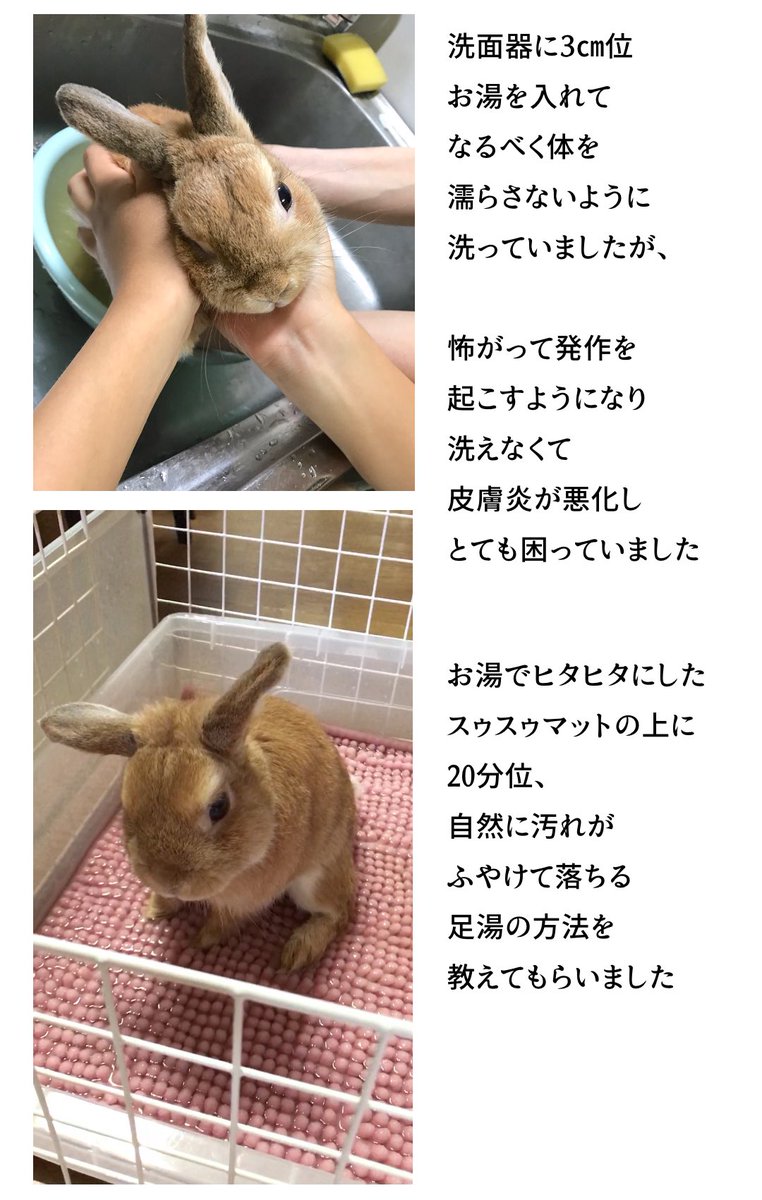 チャロチーノ Healing Rabbit さんに 教えて頂いた足湯 チャロは右足が内側に入ってしまって オシッコの度に右足がビショビショになります お尻をついていることが多いので 盲腸糞でお尻も汚れます 足湯はストレスも少なく とても良い方法です 足湯の