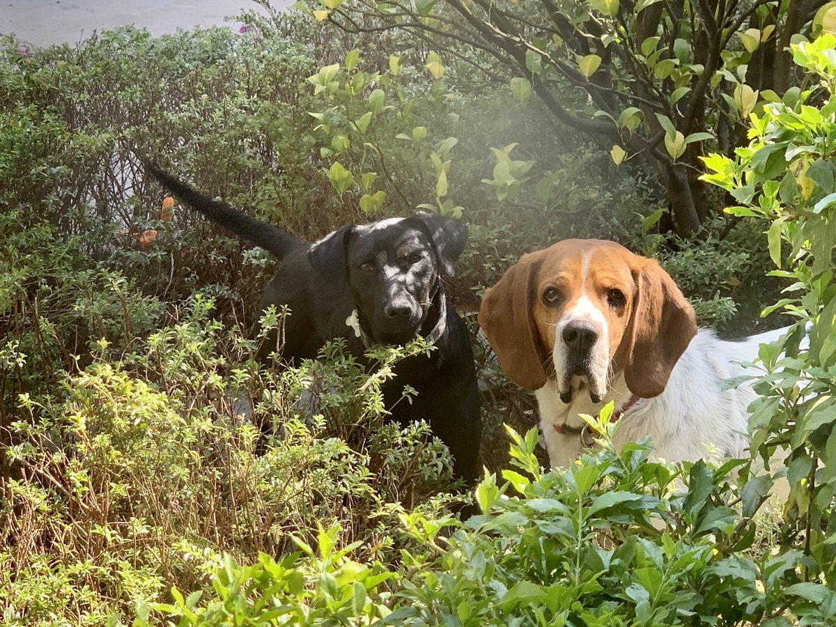 SofiaSisniega's tweet photo. EN ADOPCIÓN! Hamlet es Blanco con Café y tiene aprox 4 años. Othello es mestizo y tiene 1 año. Los dos son un amor. Se van juntos o separados. INTERESADOS manden un mail a sofiaporlosanimales@gmail.com y pidan la solicitud de adopción. Por favor COMPARTAN! https://t.co/Y22FmCJ1SU