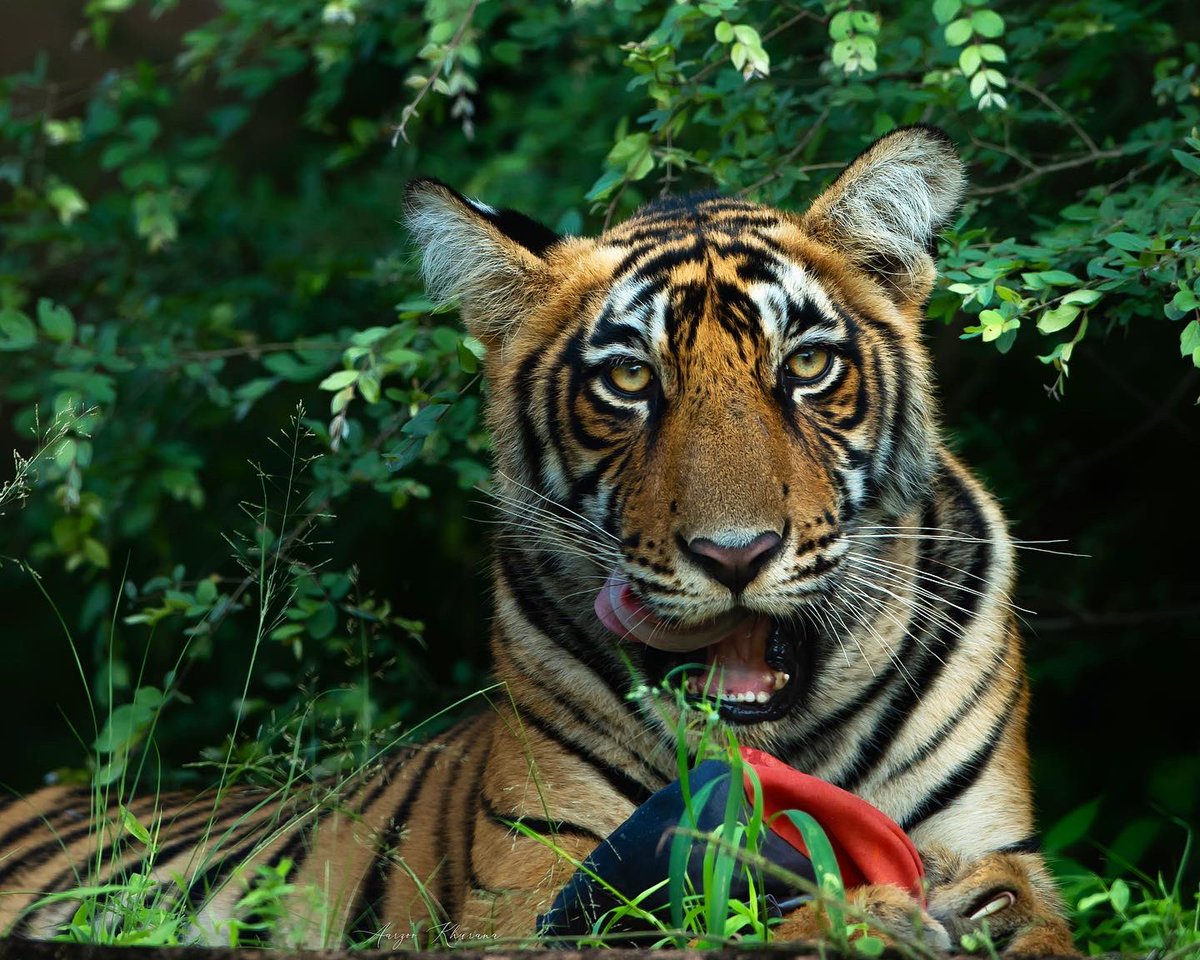 Aarzoo Khurana tweet media