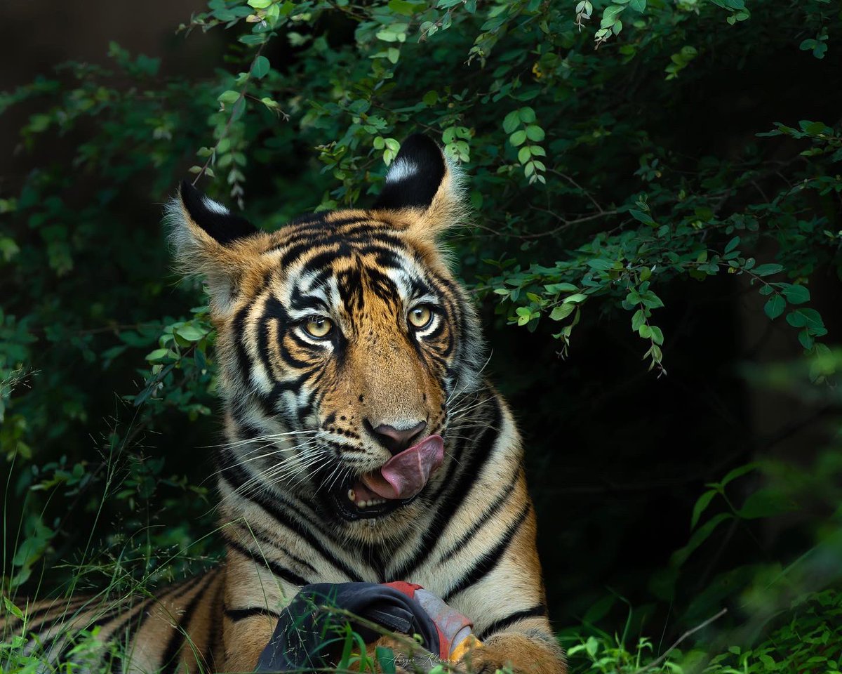 Aarzoo Khurana tweet media