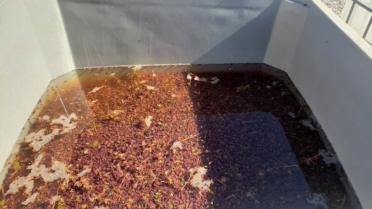 LeaningPostWine's tweet photo. Wait, are those pressed Pinot Noir skins soaking in water? You bet they are! Its for our #piquette coming in spring 2021! For those who know, get excited! Don't know what a piquette is? #lookitup
#naturalwine #vinnature #alwaysexperimenting #harvest2020 #naturalbubbles #excited https://t.co/WIxUpO2Nyh