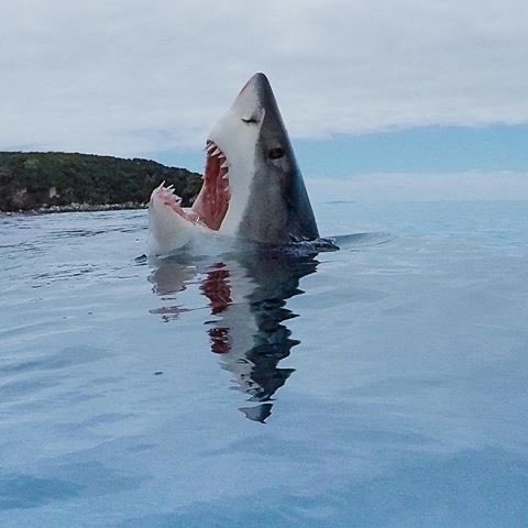 Francois Leger Rare Image D Un Requin Marchant Sur Un Lego