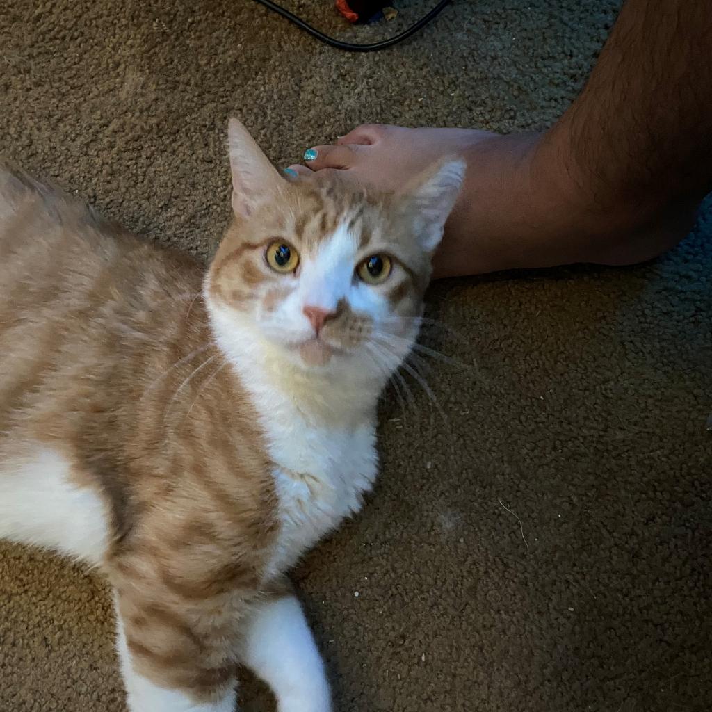 This shy guy was plum forgotten about! All of Plum's cat friends at the shelter have come &amp; gone, &amp; he is still waiting for his turn to be adopted.

Visit his page on our website to learn more about him &amp; apply to adopt him today:  httpsnevadahumanesociety.org/2RueLMD