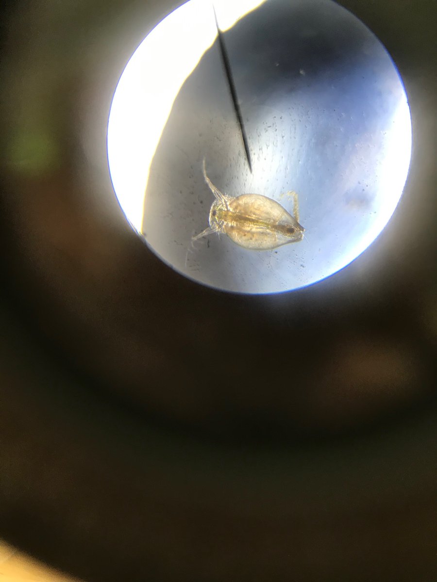 Snotlady5's tweet photo. Channeling my inner Leeuwenhoek this afternoon by looking at whatβs in our pond! Looking at the roots of duckweed and some tiny invertebrates- fascinates me each time & think my eldest was impressed π₯°π #MicroscopyIsAwesome https://t.co/zvTqBUANiv