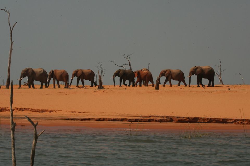 It's a Sunday, Ladies & Gentlemen! In #Kariba elephants teach us about maintaining order in all the things we do. This is why we are grieving about the #elephants lost in Hwange NP recently. With a bit of order, things could be much better. #InHarmonyWithNature  #SaveOurElephants