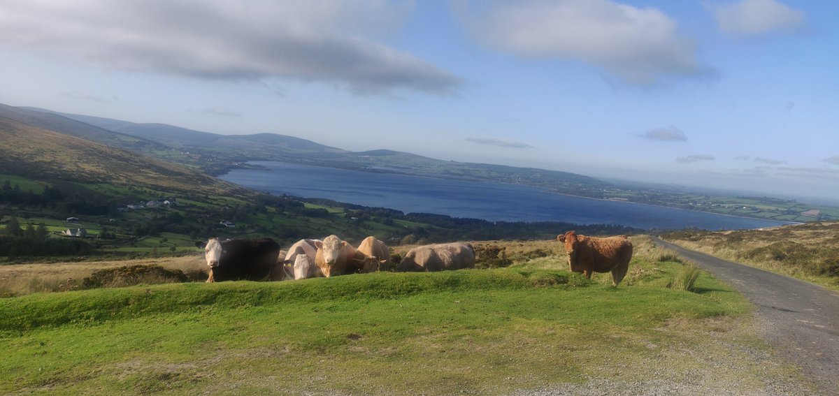 Do these livestock have the best view in the country or what!? 
#Wicklow #WestWicklow #MakeABreakForIt
@Failte_Ireland @discoverirl @ancienteastIRL
