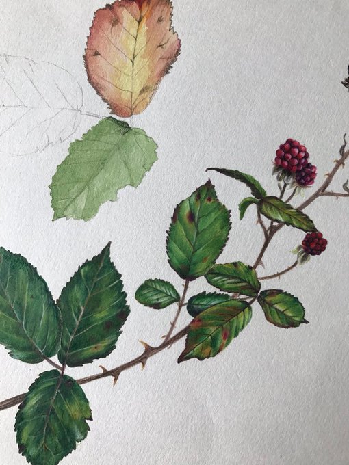 '#Autumn Studies' by Sarah Jane Humphrey, contemporary UK natural science/ botanical illustrator #womensart