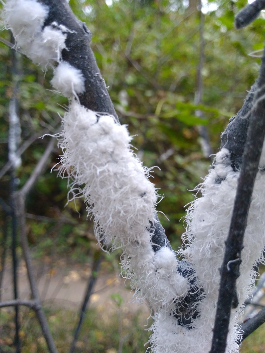 bugpath's tweet image. Woolly alder aphid are very dramatic looking. #yeg
