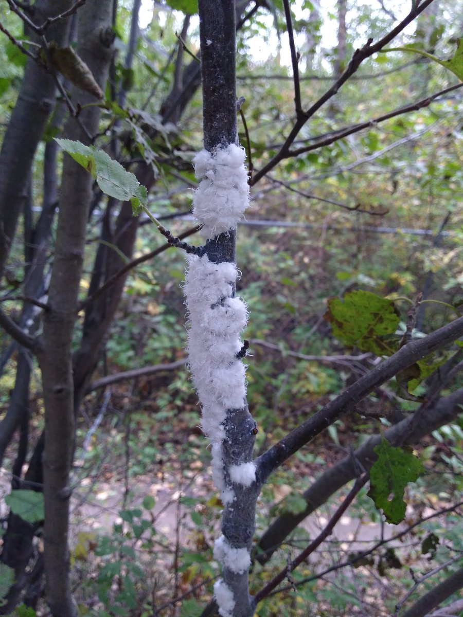 bugpath's tweet image. Woolly alder aphid are very dramatic looking. #yeg