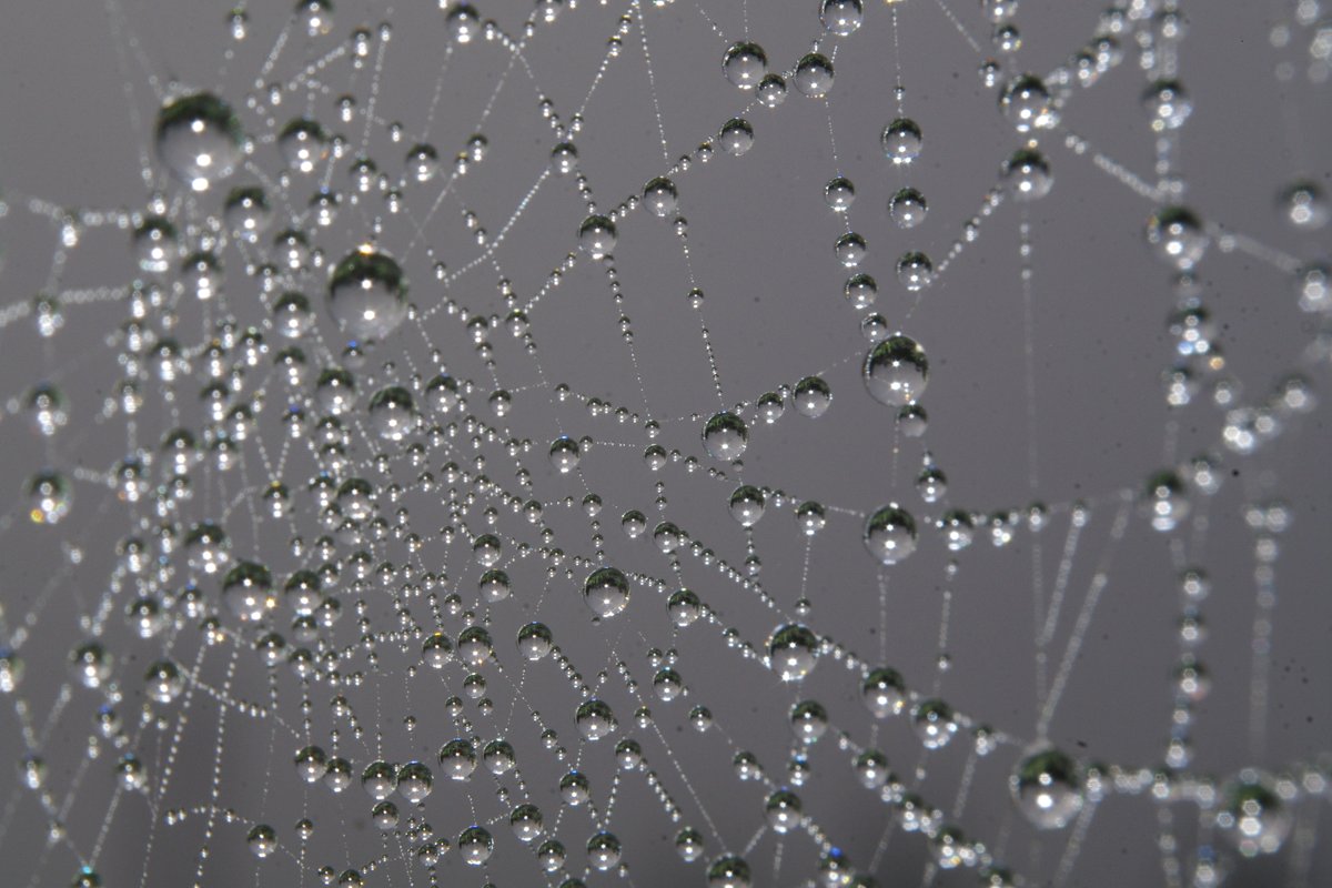 jimwrightartist's tweet photo. Nice spider's cobwebs this morning in Bettyhill!

#northcoast #scottishartist #sutherlandartist #scotland #seascape #painter #artist #gallery #contemporaryart #landscape #highlands #visitscotland #caithness #surfingscotland #ycw2020 https://t.co/BgAH9q8BB1