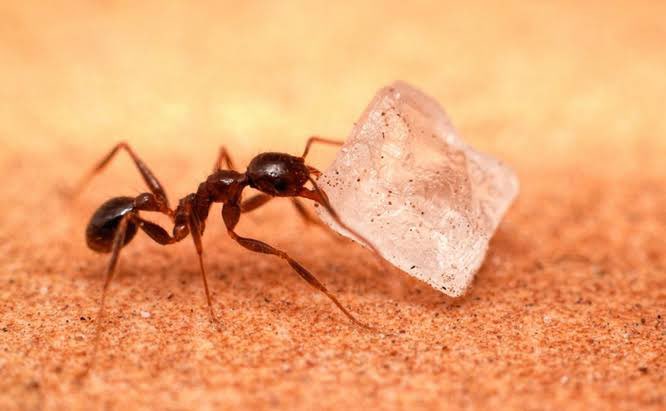 rcrashmi's tweet photo. Be like the wise ant that seizes only the sugar, and leaves the sand untouched! #ParamahansaYogananda https://t.co/r3dCe38WXI