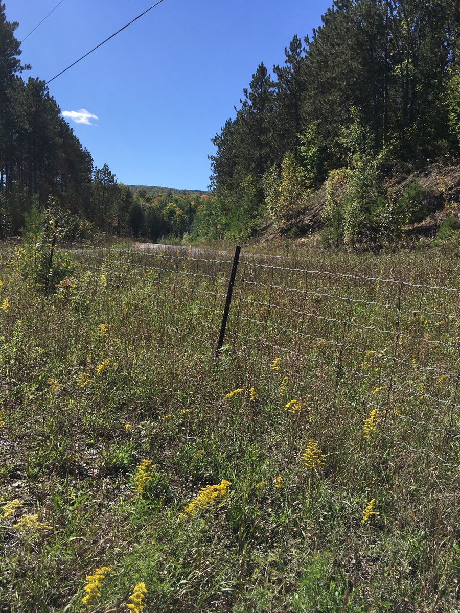 tkleinwalsh's tweet photo. #forestdate https://t.co/45BPKOEHdF