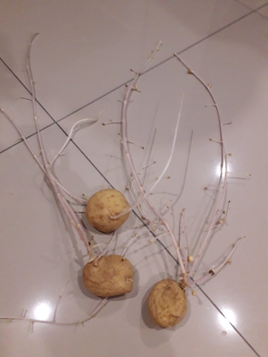 luthando_cel's tweet image. #COVID19 
#ramaphosa 
After 6months of not being at Res. Wasyala COVID