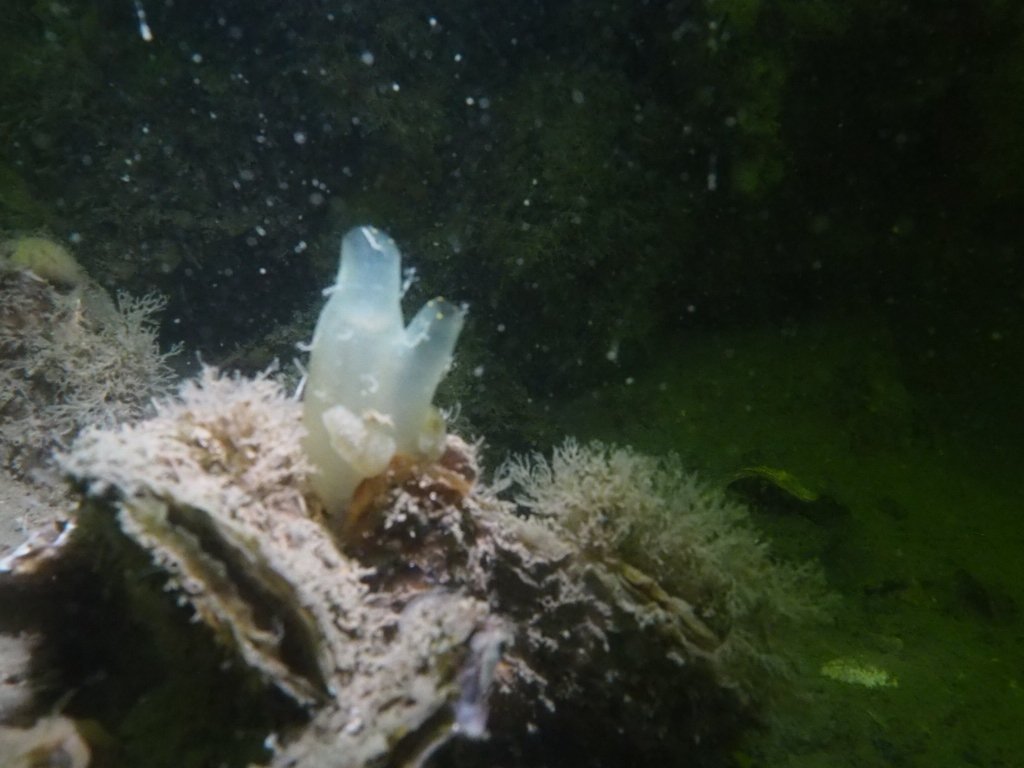 robweeda's tweet image. Mooie zakpijpen bij de Zeelandbrug. Heerlijk gedoken. #duiken #oscd