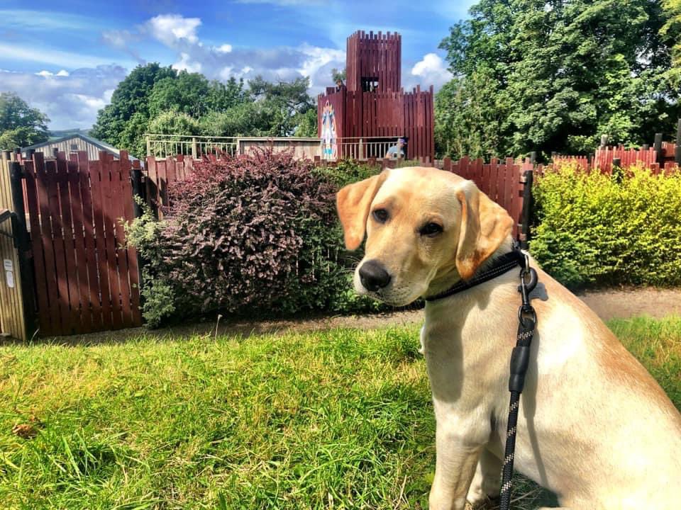LabPupCooper's tweet photo. I also had my first ever trip to @KelburnEstate near #Largs and made some new friends when we met mummy’s brother and his daughters  #DogsOfTwitter #LabPupCooper https://t.co/6w89rMCzBv