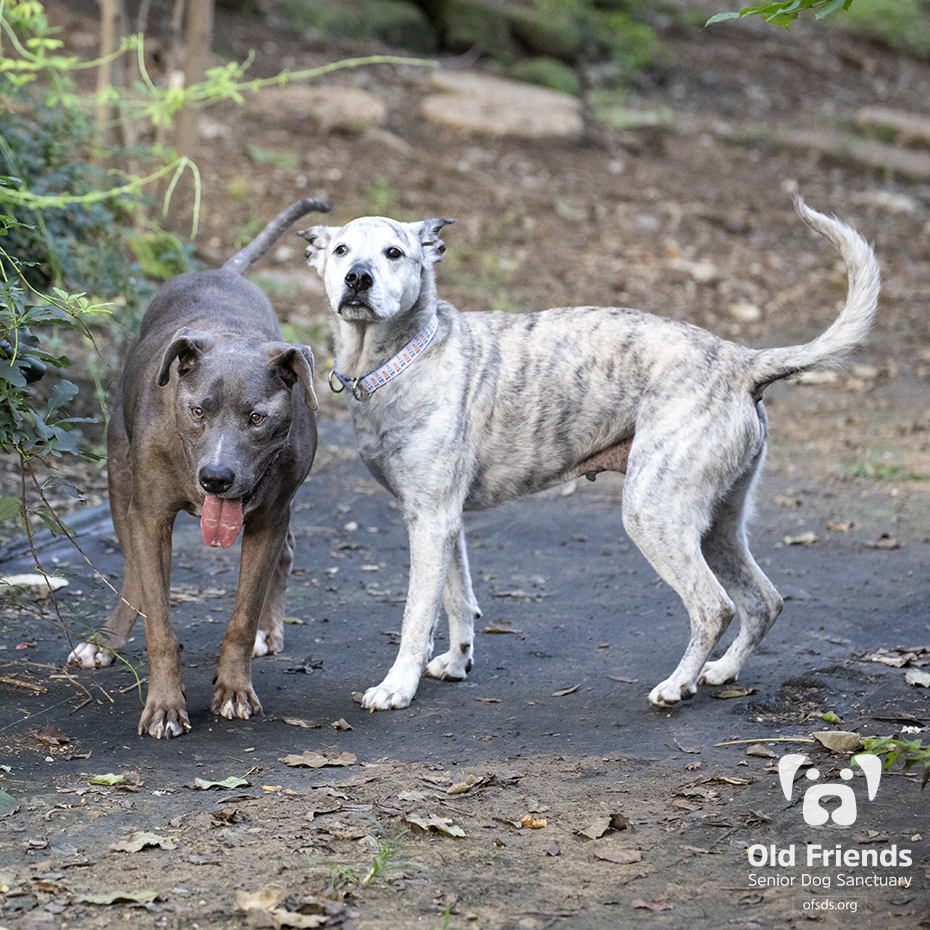 oldfriendssds's tweet photo. "That human is firing up the smoker for the first time!"- Tank and Ichabod
#ofsds #ofsdstank #ofsdsichabod #seniordogs #ofsdsdinnetime https://t.co/ZaBRsJXXnH