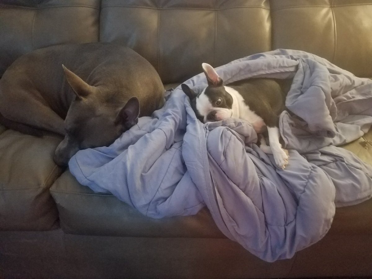 MoishesMom's tweet photo. For all the Pibble Haters out there, go Tup yourselves π€ Misty, who was almost killed for Kennel Cough, is my sweetest pup π€ππ She & Mr. Pibbs are tight ππ»ππ»βπΎπ€πΎπΎπΎπΎ #SaveAPibbleToday #PibblesRLuv #Adopt #Foster #BanKillPounds #BanPuppyMills #GrumpyPup #BanBackYdBreeders https://t.co/yq0AzT1kIK