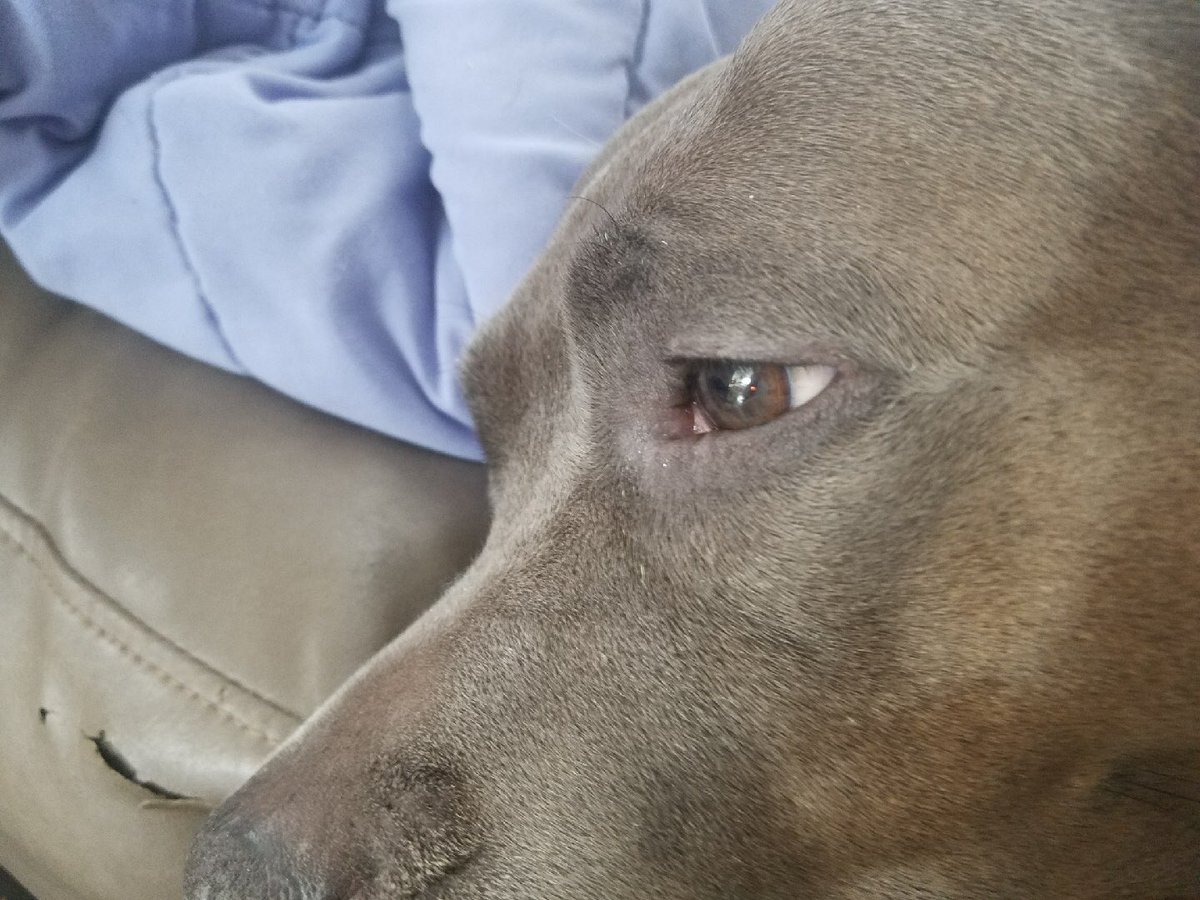 MoishesMom's tweet photo. For all the Pibble Haters out there, go Tup yourselves π€ Misty, who was almost killed for Kennel Cough, is my sweetest pup π€ππ She & Mr. Pibbs are tight ππ»ππ»βπΎπ€πΎπΎπΎπΎ #SaveAPibbleToday #PibblesRLuv #Adopt #Foster #BanKillPounds #BanPuppyMills #GrumpyPup #BanBackYdBreeders https://t.co/yq0AzT1kIK
