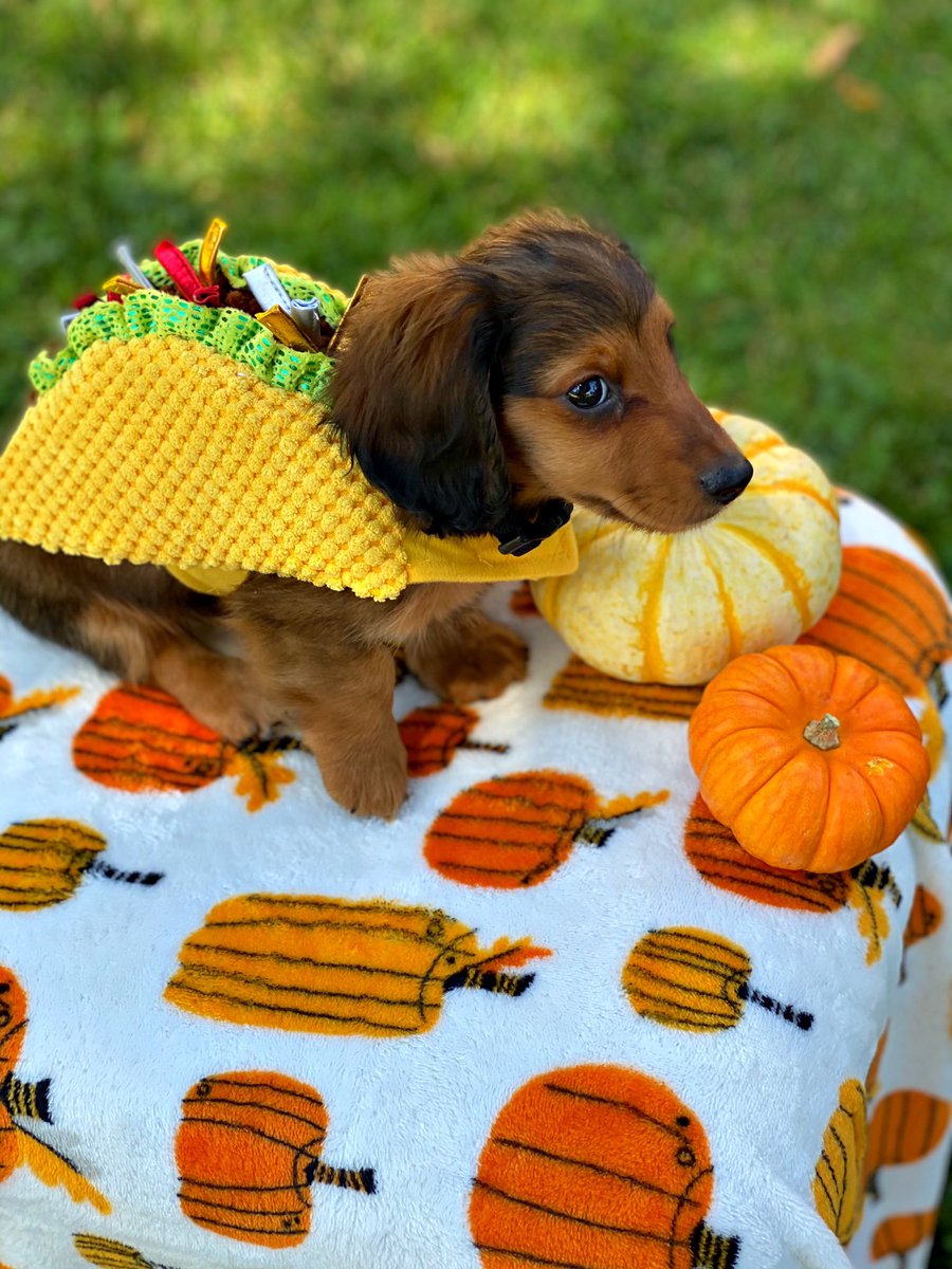 saraliciac's tweet photo. SPOOKY szn ready! 🎃 https://t.co/dDbxtCRgyu