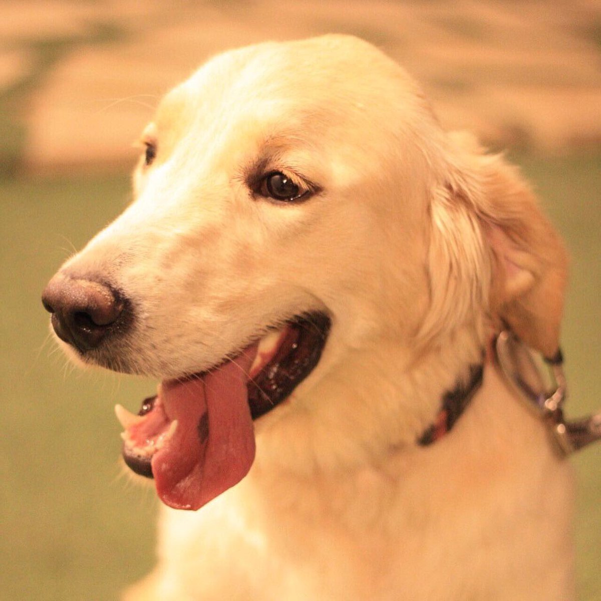 Riyadh Shelter tweet media