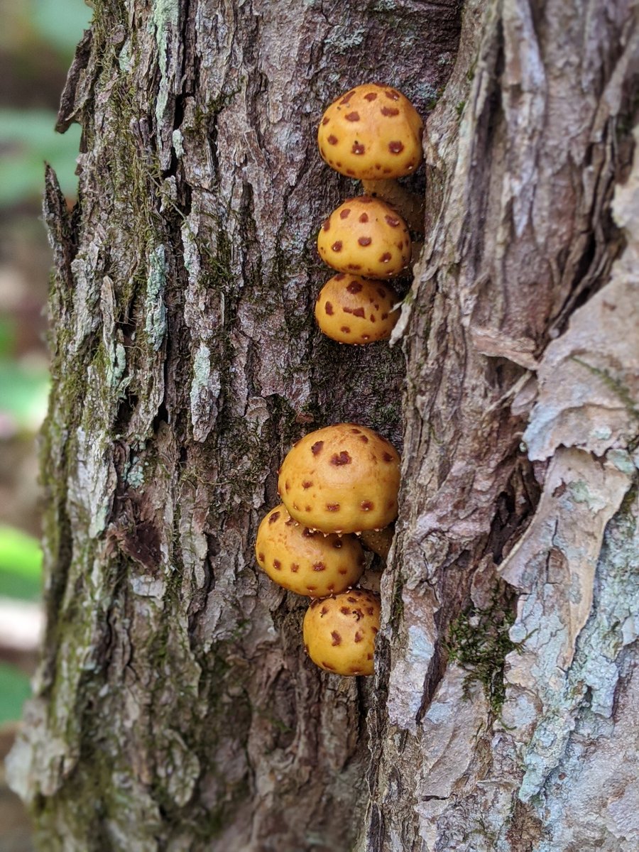realSlimeMold's tweet photo. Found my cousin Pholiota mushrooms (I think?!) from the Super mario brothers fame in the woods today! #mushrooms #fungi https://t.co/hLBypp73sq