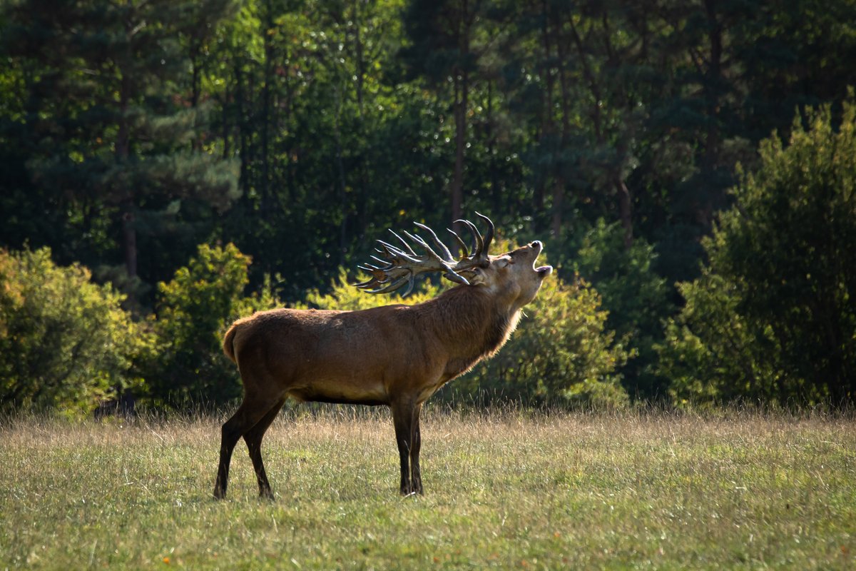 Thank you @kneppcastle for a wonderful stay at Knepp Estate this last week.  Keep up the fantastic work @RewildingEurope <a href="/RewildingB/">Rewilding Britain</a>.  We came across this wonderful stag during the Castle walk.