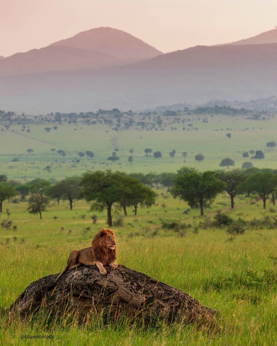 ugandapics_'s tweet photo. The king of the lands, Kidepo Valley. Photos by @ricardomoferreira |Blue Nomads https://t.co/GjkzqdGwR2