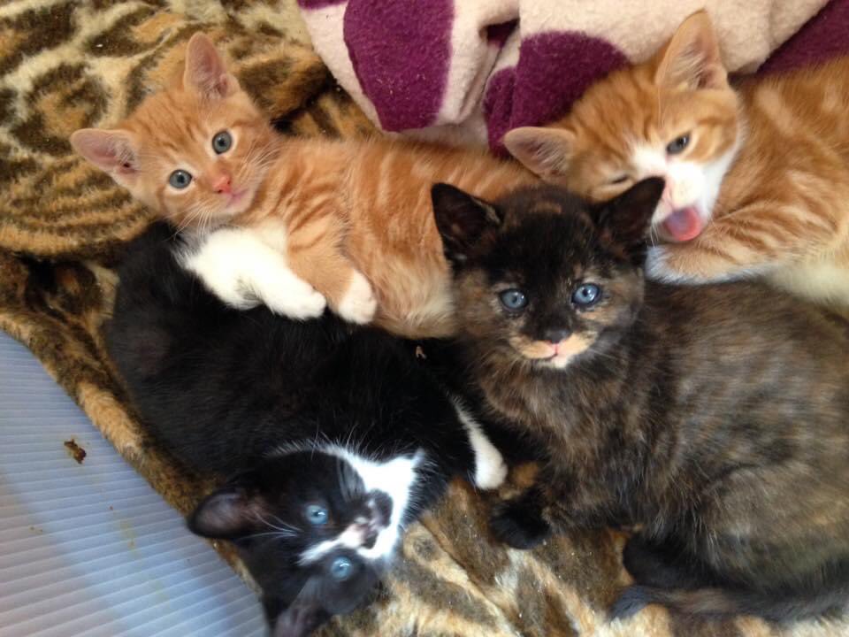 The Animal Sanctuary tweet media