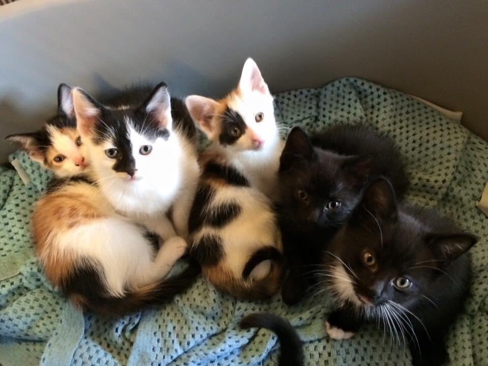 The Animal Sanctuary tweet media