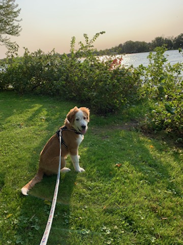 UOHIResearch's tweet photo. Day 19👍
Meet Ned. Ned is participating in the #JumpIn4HeartHealth challenge by taking his master, Research Admin's Sharon, on numerous walks, some leading to the Mississippi to add a kayak paddle to their daily exercise!
#GiveWithHeart & support women's heart health
#BeLikeNed https://t.co/ndl60Z1hyB