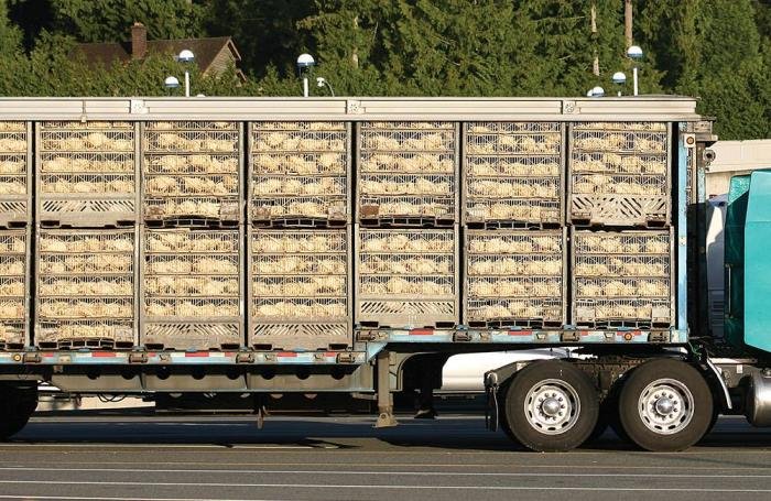 After seeing 5 of these trucks today crammed with chickens and several others crammed with lambs on my journey south my heart physically hurts with pain. So horrific. Poor babies. 💔😥🐔🐑

Plus why are people not wearing masks down here? It is so different in Scotland.