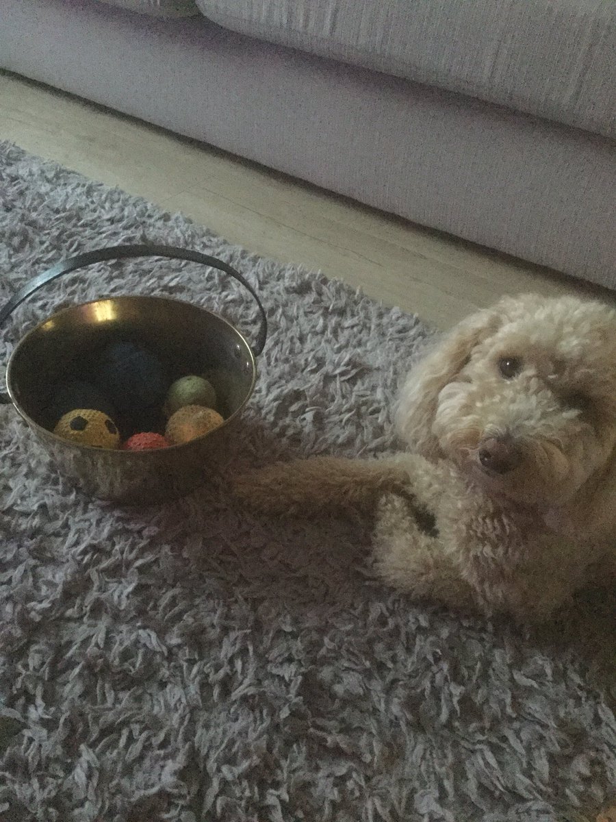 JanShepherd1712's tweet photo. @RevRichardColes Ours holds Charlie’s squeaky toys. He doesn’t like the jam pan when it’s on the wooden flooring as it spins when he nudges it but will pluck up the courage to get them out when the jam pan is on the mat. 🐶😊 https://t.co/B7WR7EfQ89