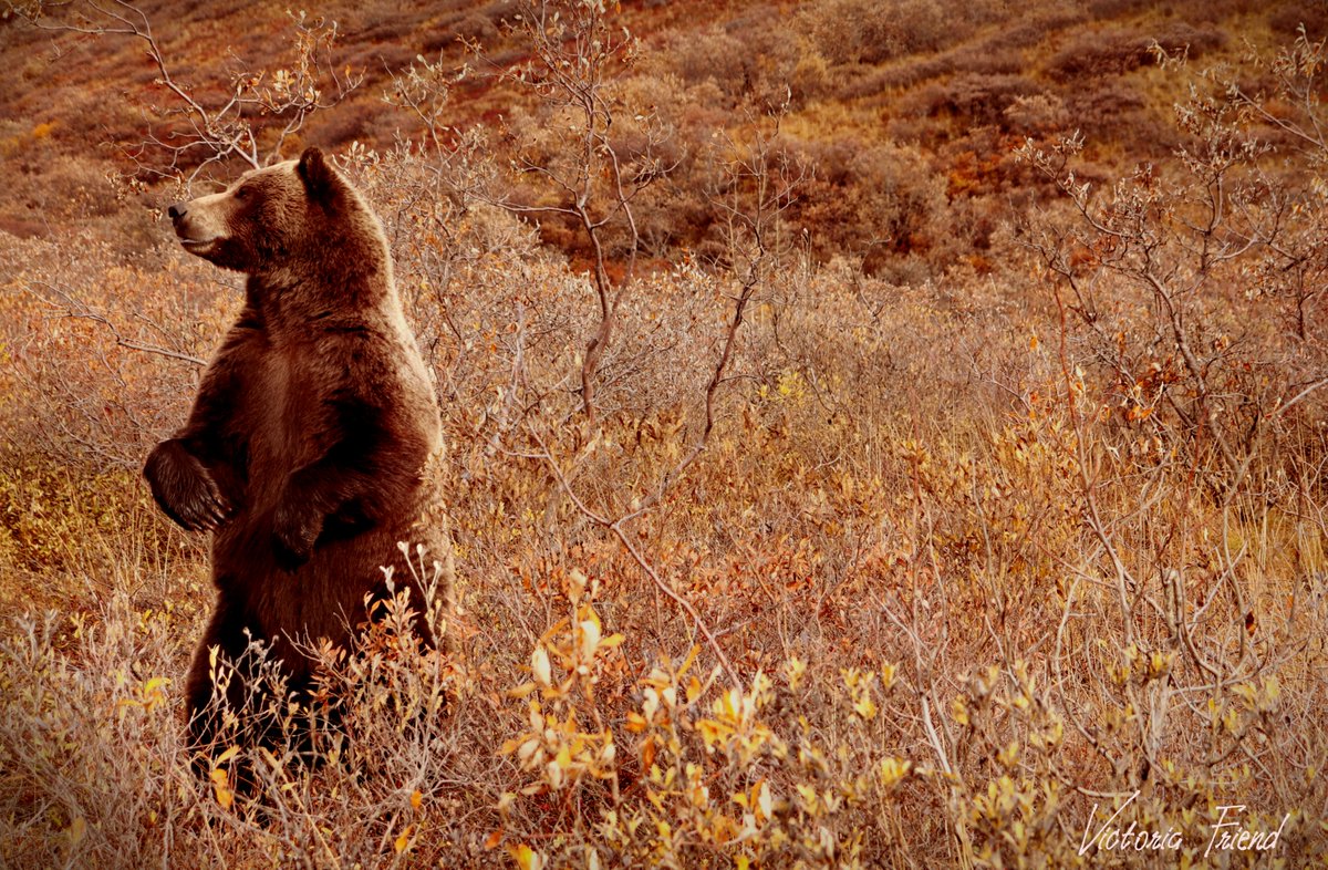 FriendTorii's tweet photo. Went to @DenaliNPS and had the once in a lifetime opportunity of shooting this great grizzly on camera!
#exploringalaska #nature #wildlife https://t.co/2LaqAX5mlj