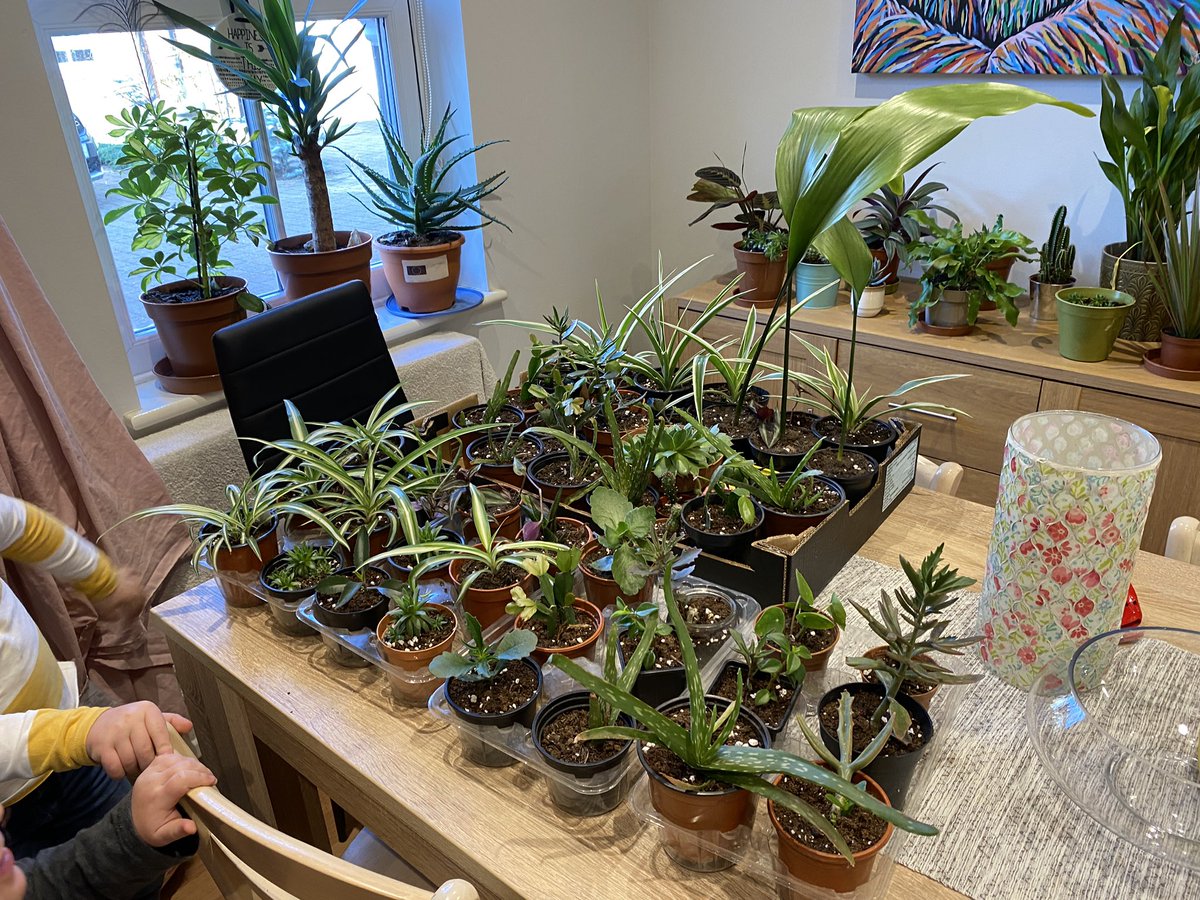 I’m Charlie and I have a problem. 
#BotanicallyChallenged #Plants #Houseplants #IndoorJungle #BabyPlants #Succulents #GrowMyPretties 🌵🌱🌿☘️🍀