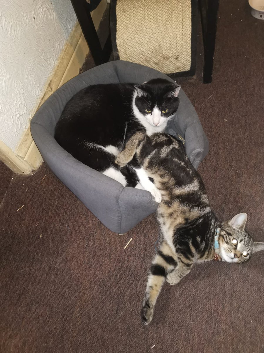 arya_felix's tweet photo. Excuse me Bronn but I was here first 😾😹 https://t.co/8EfeXwue1c