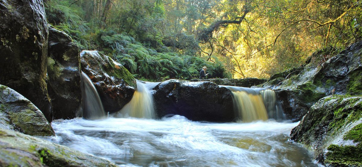 Plett Tourism tweet media