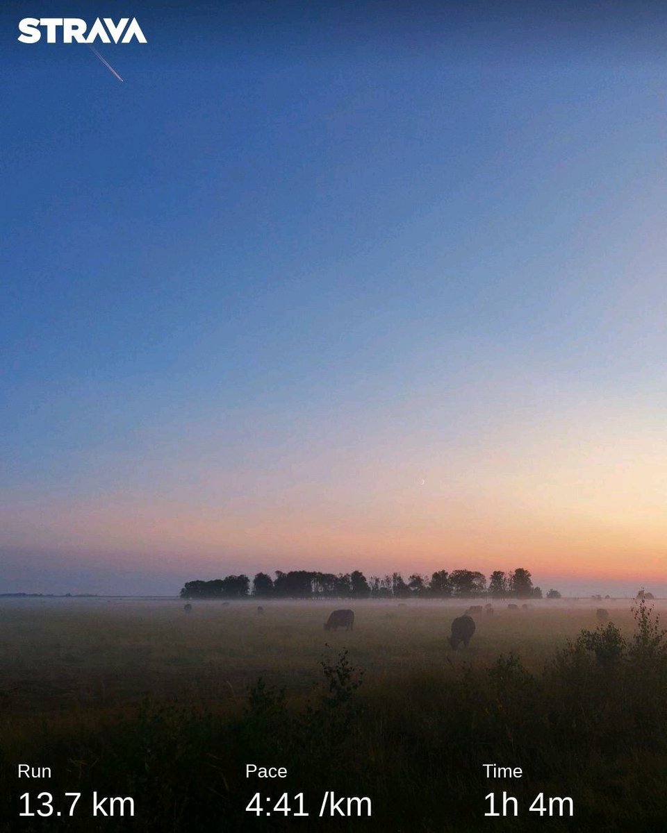 duncan_ng's tweet image. Today&apos;s #nerdrun is sponsored by the fog. Nothing quite like the sunsetting with fog covering a field full of cows. 🐮