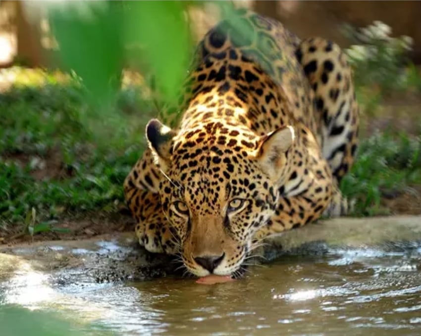 adrianasousapi's tweet photo. Como cidadã, digo ao meu Piaui : é preciso dar um basta no inimigo do povo,o responsável pelo atraso , pelo abandono em que se encontram escolas , estruturas de saúde,estradas , por atrapalhar o empreendedorismo e tudo aquilo que não permite o nosso estado avançar. #forawd https://t.co/3O6eAfw8hK