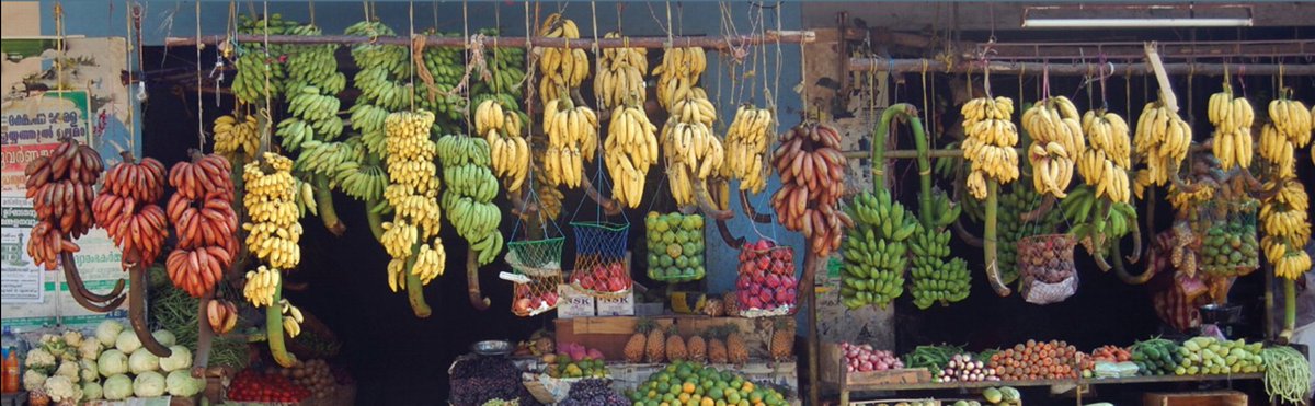 In short, domestication provided mankind with a suite of edible germplasm with AA, BB, AB, AAA, AAB, and ABB genome combinations, which all belong to the taxonomic family of the  #Musaceae and are available at many locations and  #genebanks such as ITCPhoto  @Pathh1