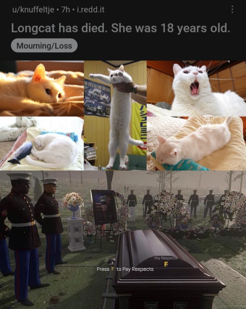 Create meme press f cat, press f to pay respect cat, cat