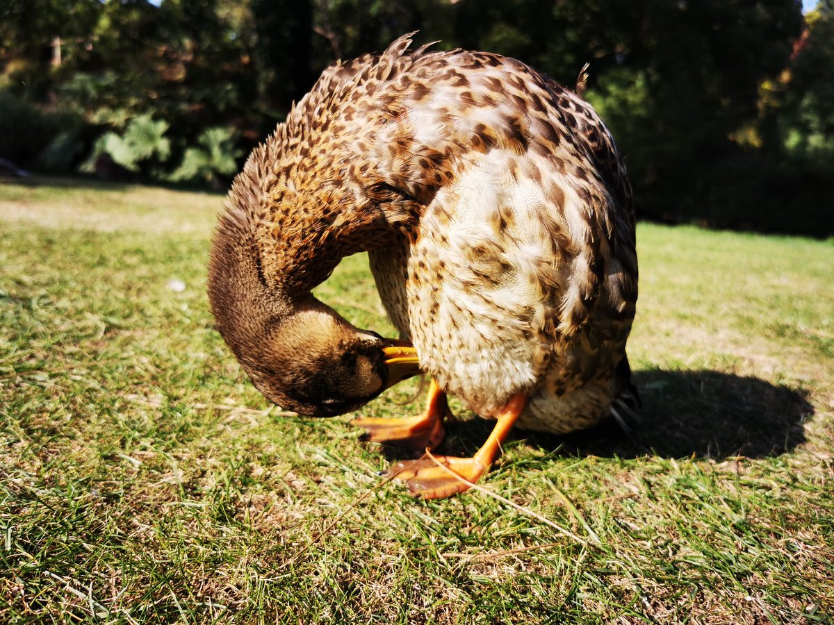 Phoenixclark41's tweet image. #CambridgeBioblitz2020