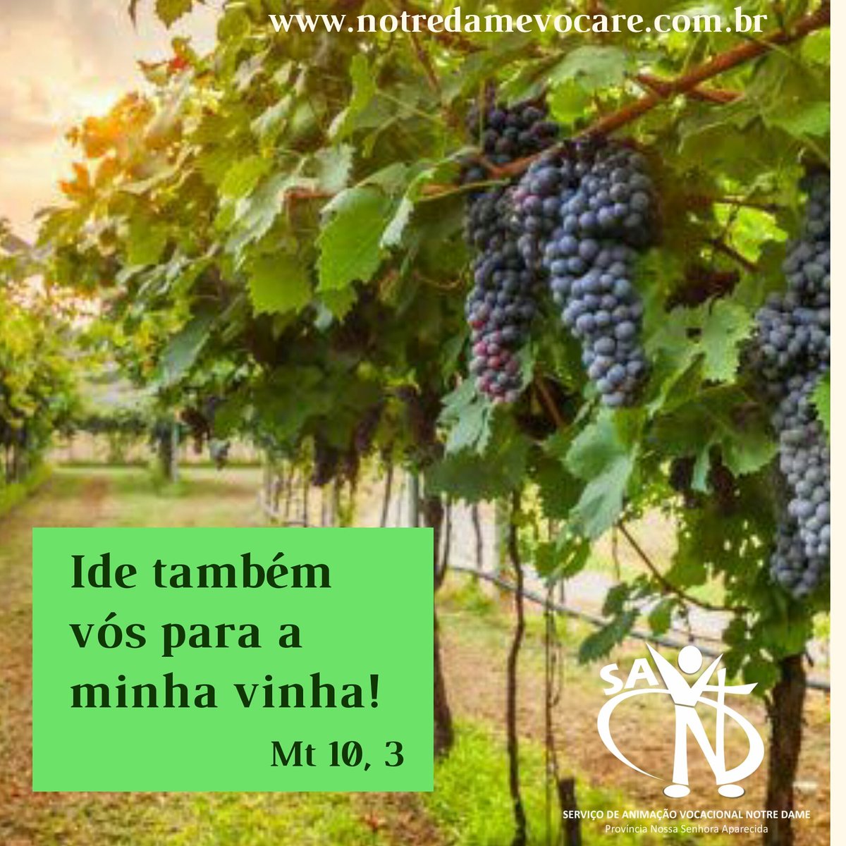 notredamevocare's tweet photo. "Ide, também vós, para a minha vinha." Mt 10, 3
#EvangelhoDeHoje #EvangelhoDoDia #DeusAma #DeusChama #DeusCapacita #MêsDaBíblia #EvangelhoDeMateus  #Bíblia #PalavraDeDeus #Ide #IrmãsDeNotreDame https://t.co/rpJczmKz07
